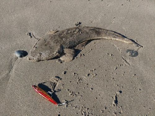 マゴチの釣果