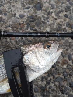 ニベの釣果