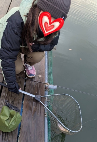 イワナの釣果