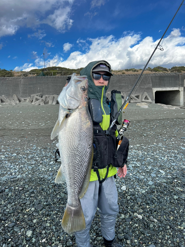 オオニベの釣果