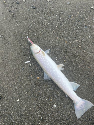 アメマスの釣果