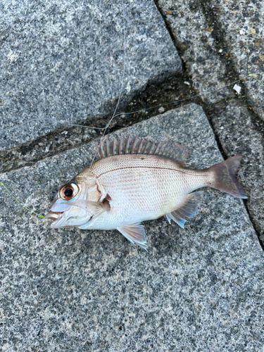 チャリコの釣果