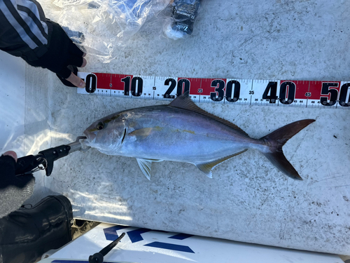 ショゴの釣果