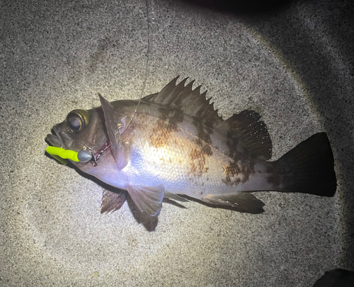 メバルの釣果