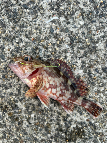 カサゴの釣果