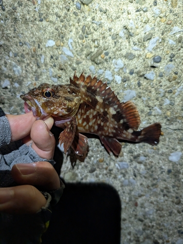 カサゴの釣果