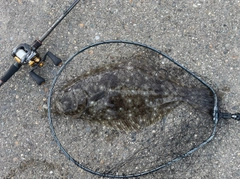 ヒラメの釣果