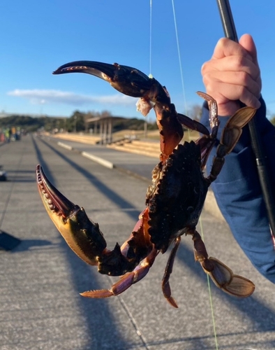 カニの釣果