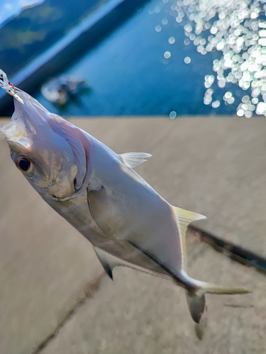 メッキの釣果