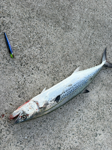 サゴシの釣果