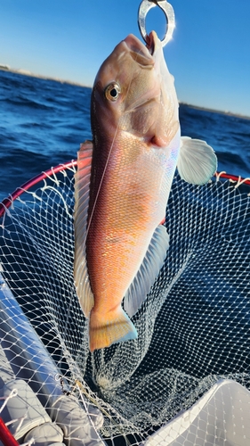 シロアマダイの釣果