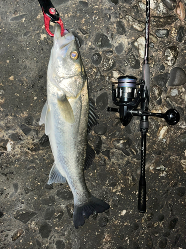 シーバスの釣果