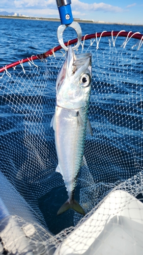 サバの釣果