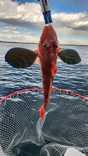 ホウボウの釣果