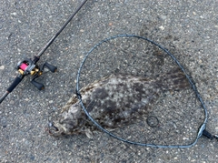 ヒラメの釣果