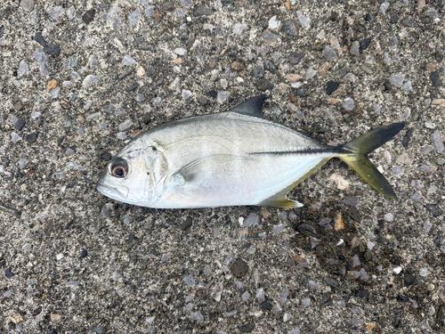 ロウニンアジの釣果