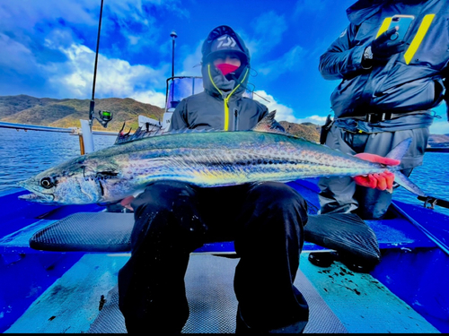 サワラの釣果