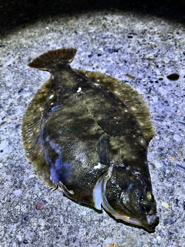 カレイの釣果