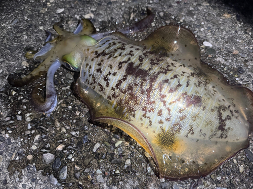 アオリイカの釣果