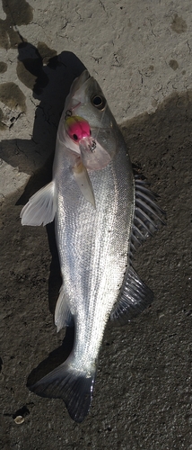 シーバスの釣果