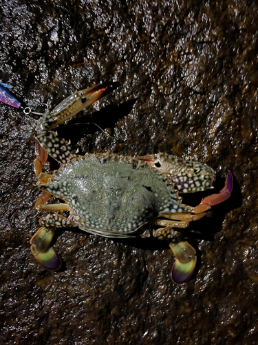 ワタリガニの釣果