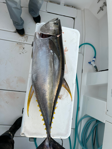 キハダマグロの釣果