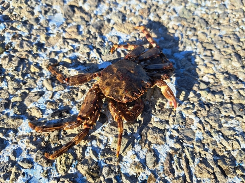 カニの釣果