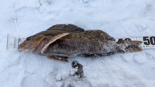 アイナメの釣果