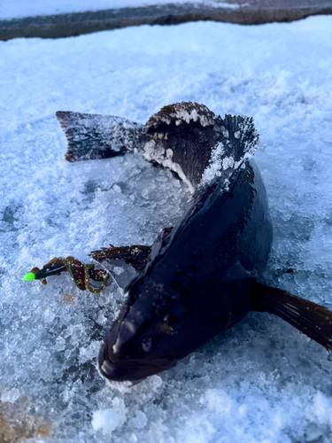 アイナメの釣果