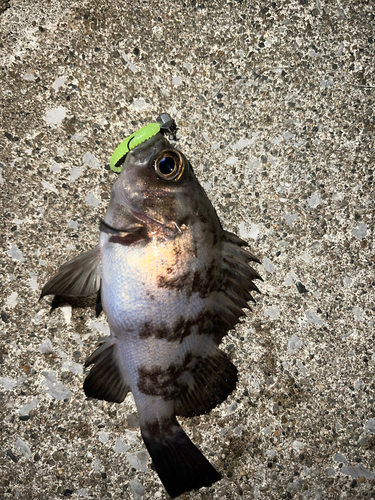 アオメバルの釣果