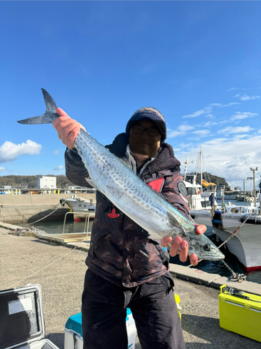 サワラの釣果