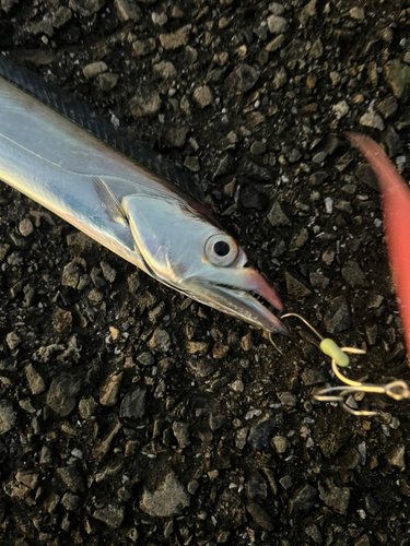 タチウオの釣果