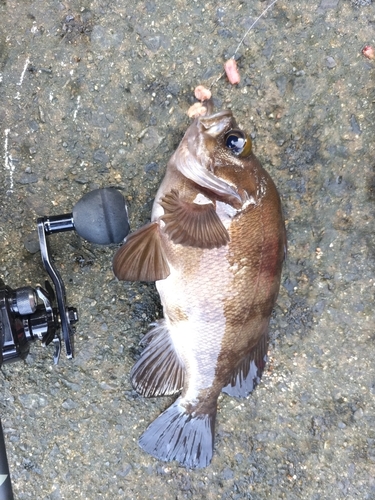 メバルの釣果