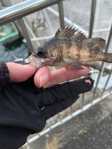 メバルの釣果