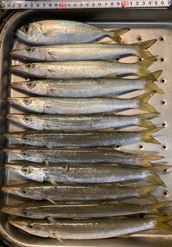 カマスの釣果