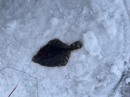 マツカワの釣果