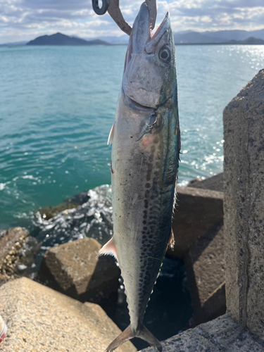 サゴシの釣果