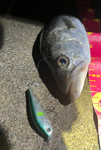 シーバスの釣果