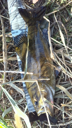 スモールマウスバスの釣果