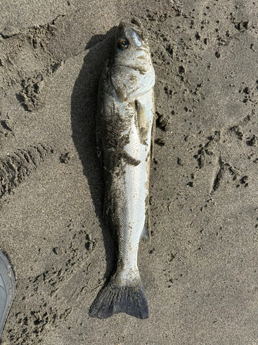 ヒラスズキの釣果