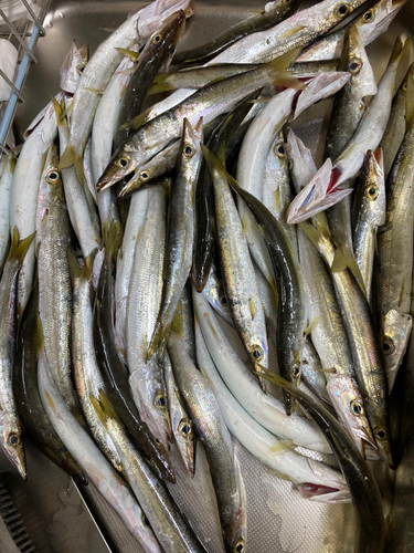 アカカマスの釣果