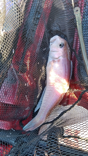 シロアマダイの釣果