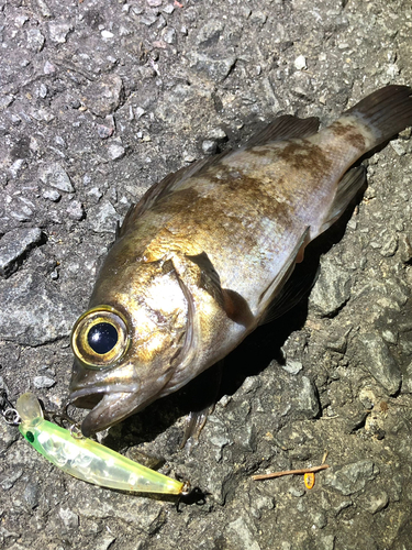 アカメバルの釣果