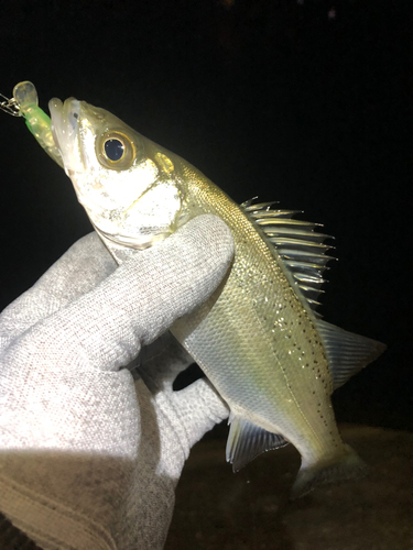 セイゴ（ヒラスズキ）の釣果