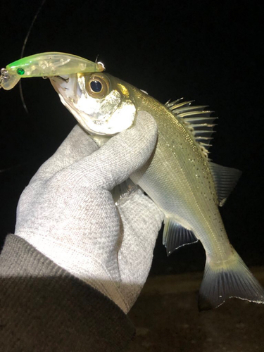 セイゴ（ヒラスズキ）の釣果