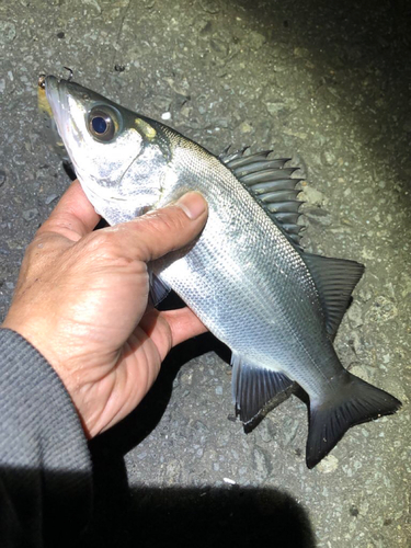 セイゴ（ヒラスズキ）の釣果