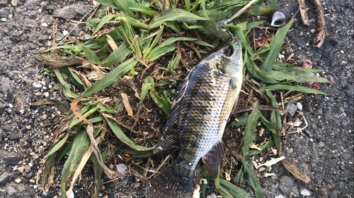 ナイルティラピアの釣果