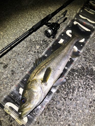 シーバスの釣果