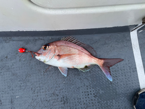 マダイの釣果