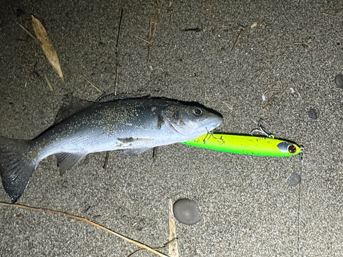 セイゴ（ヒラスズキ）の釣果